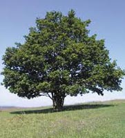 Quercus Robur - English Oak
